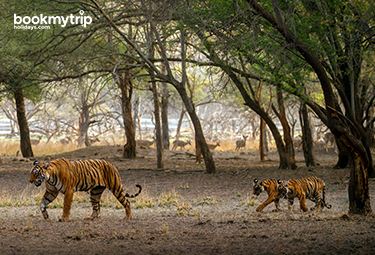 Bookmytripholidays | Destination Ranthambore